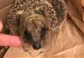 Hedgehog's prickly predicament