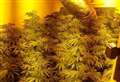 Police seize cannabis worth £900,000 