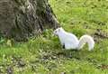 Rare albino squirrel spotted in cemetery