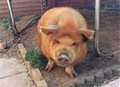 Family's plea to find missing pig