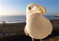 Are seagulls really evil? 