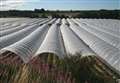 Farm gets approval to cover fields with 'unacceptable' polytunnels