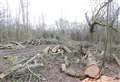 Destruction likened to Amazon logging