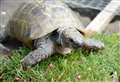 This 96-year-old Tortoise is the last survivor from Maidstone Zoo