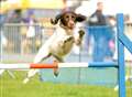 Set tails wagging at the country's biggest outdoor dog show