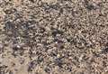 Thousands of dead starfish wash up on beach