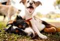 5 signs of heatstroke in dogs as RSPCA warns of 'silent killer' 