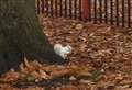 Rare sighting of albino squirrel