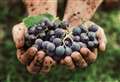 Hot weather could make 2022 vintage year for Kent's winemakers