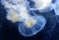 Jellyfish warning to swimmers
