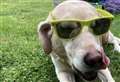 Tips to keep your pets cool