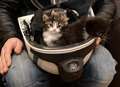 Kent Fur and Rescue Service praised after kittens rescued