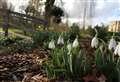 Where to see snowdrops 