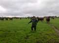 Farmer trampled by herd of cows is put into a coma 