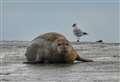 Can you help name this seal which has made its home on the Isle of Sheppey?
