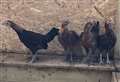 Four abandoned chickens looking for new homes