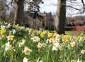 Fields of gold: it's time for Dazzling Daffodils