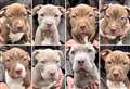 ‘Our eight XL bullies are running riot – we need a new home!’