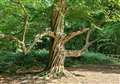 Is this stunning tree in ancient woodland the best in Kent?