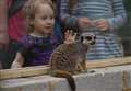 Moving meerkats into a new home - simples