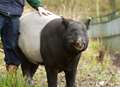 World's oldest tapir reaches milestone