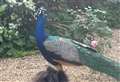 Boy, 15, arrested after peacock ‘killed with catapults’