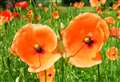 Remembrance Sunday Services
