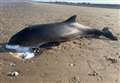 Porpoise found dead on beach
