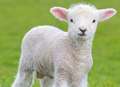 Get a spring in your step with the start of lambing season