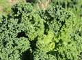 Why you should be buying kale seeds soon