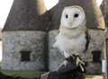 Soaring owl fly-overs could give uplift to mourners