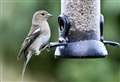 Clean your feeders asks RSPCA as calls about sick birds soar 