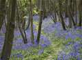 Discover the bluebell in all its glory