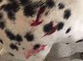 Warning after dog 'sank his teeth' into Dalmatian