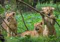 Help name the new lion cubs