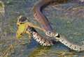 Photographer captures incredible snake battle