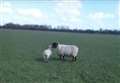 10 pregnant sheep dead and lamb mauled by dog at farm