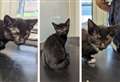 Carrier of ‘freezing-cold’ kittens dumped outside railway station