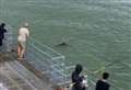 Crowds gather as porpoises spotted near pier