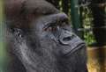 Coronavirus could put apes at risk