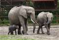 Elephant herd preparing to leave Kent for the wild