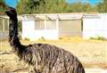 Runaway emu ‘grounded’ after escape bid