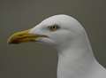 Bring in protective bags to stop ravenous seagulls