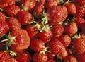 £5k worth of fruit stolen from farms