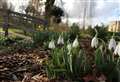 Snowdrops and the first signs of spring