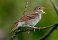 Nightingale protection fears thwart homes plan