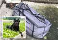 Body of dog who'd just given birth found dumped in bag