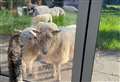 Family’s shock at finding flock of sheep in back garden