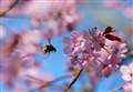 A buzz about blossom which could boost your mood
