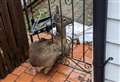 Moment young deer is set free from garden gate